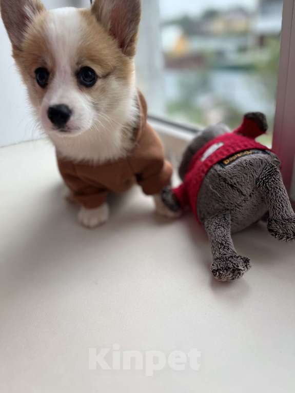 Собаки в Дзержинске: Щенок корги  Девочка, 35 000 руб. - фото 10