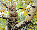 Кошки в Краснодаре: Породистые бенгальские котята от питомника ЮШЕРУС Мальчик, 25 000 руб. - фото 1