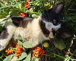 Кошки в Дзержинском: Отдам Котят в добрые руки Мальчик, 1 руб. - фото 7
