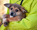 Собаки в Москве: Щенки коротколапики от маленькой собачки, 1 руб. - фото 6