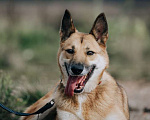 Собаки в Москве: Ищет Дом и лучшего хозяина пёс Риччи Мальчик, Бесплатно - фото 2