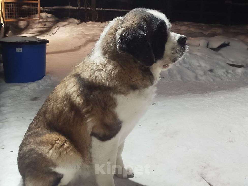 Собаки в Железногорске: Щенки сенбернара Девочка, 50 000 руб. - фото 1