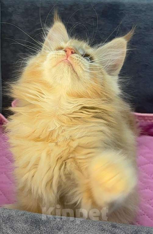 Кошки в Ростове-на-Дону: Шикарный мальчик мейн-кун Мальчик, 25 000 руб. - фото 3