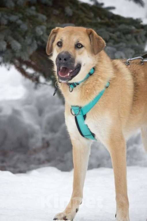 Собаки в Москве: Чудесная Барабулька ищет дом и любящую семью! Девочка, Бесплатно - фото 4