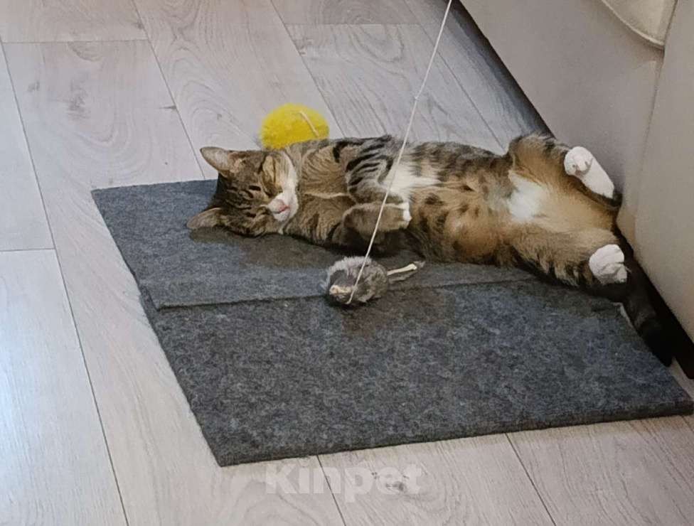 Кошки в Москве: Кошечка ищет семью Девочка, 10 руб. - фото 4