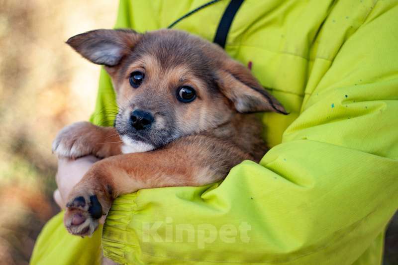 Собаки в Москве: Щенки коротколапики от маленькой собачки, 1 руб. - фото 6