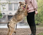Собаки в Москве: Лея Девочка, Бесплатно - фото 2