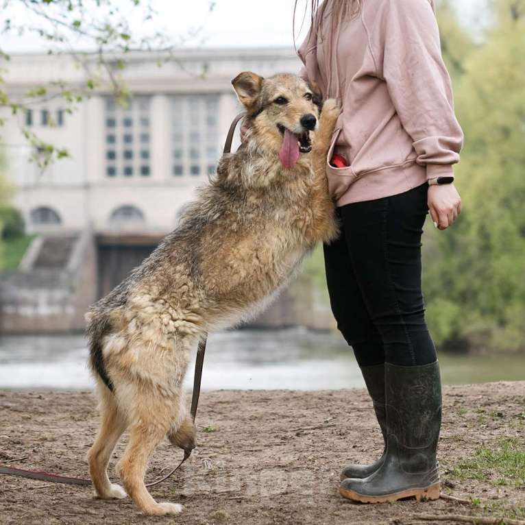 Собаки в Москве: Лея Девочка, Бесплатно - фото 2