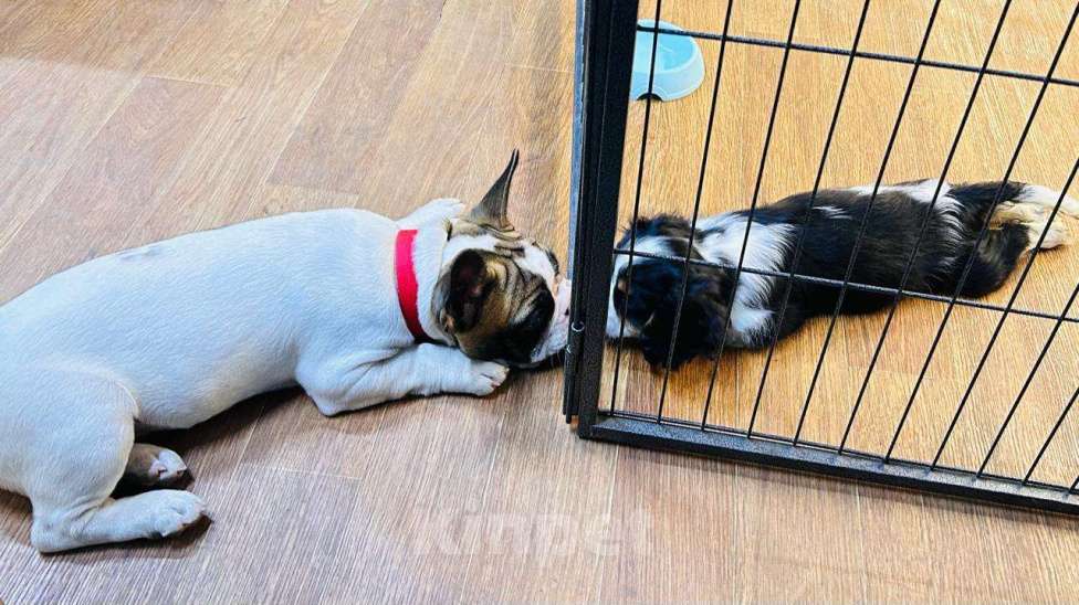 Собаки в Челябинске: продам щенка кавалер кинг чарльз спаниель Мальчик, 80 000 руб. - фото 2