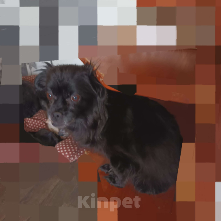 Собаки в Санкт-Петербурге: Собака в добрые руки  Девочка, Бесплатно - фото 1