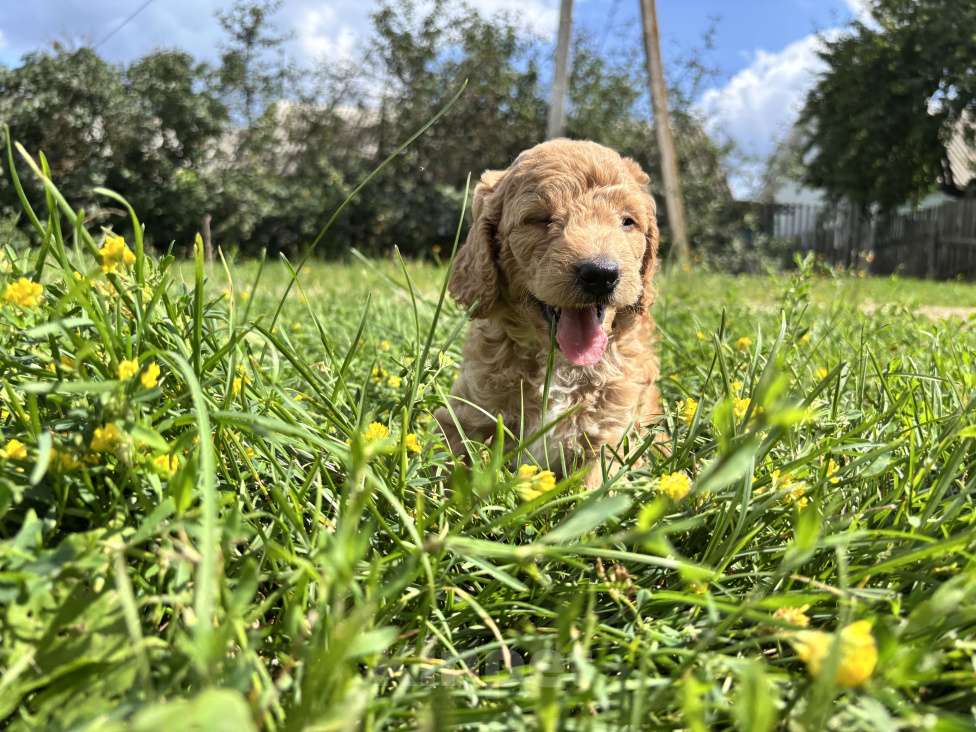 Собаки в Рязани: Мальтипу мальчик  Мальчик, 40 000 руб. - фото 2
