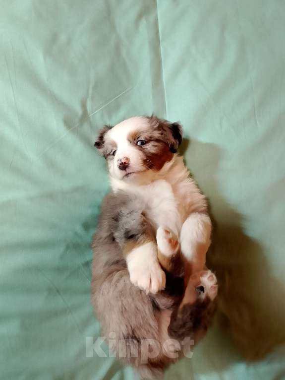 Собаки в других городах Ленинградской области: Щенок миниатюрной американской овчарки Мальчик, Бесплатно - фото 3