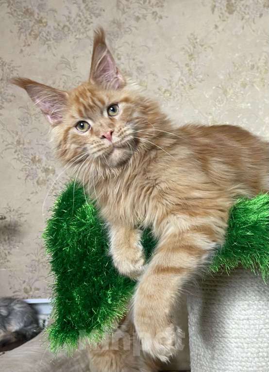Кошки в Ковровом: Мейн кун котенок Мальчик, 45 000 руб. - фото 1