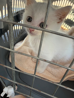 Отдам котенка в добрые руки