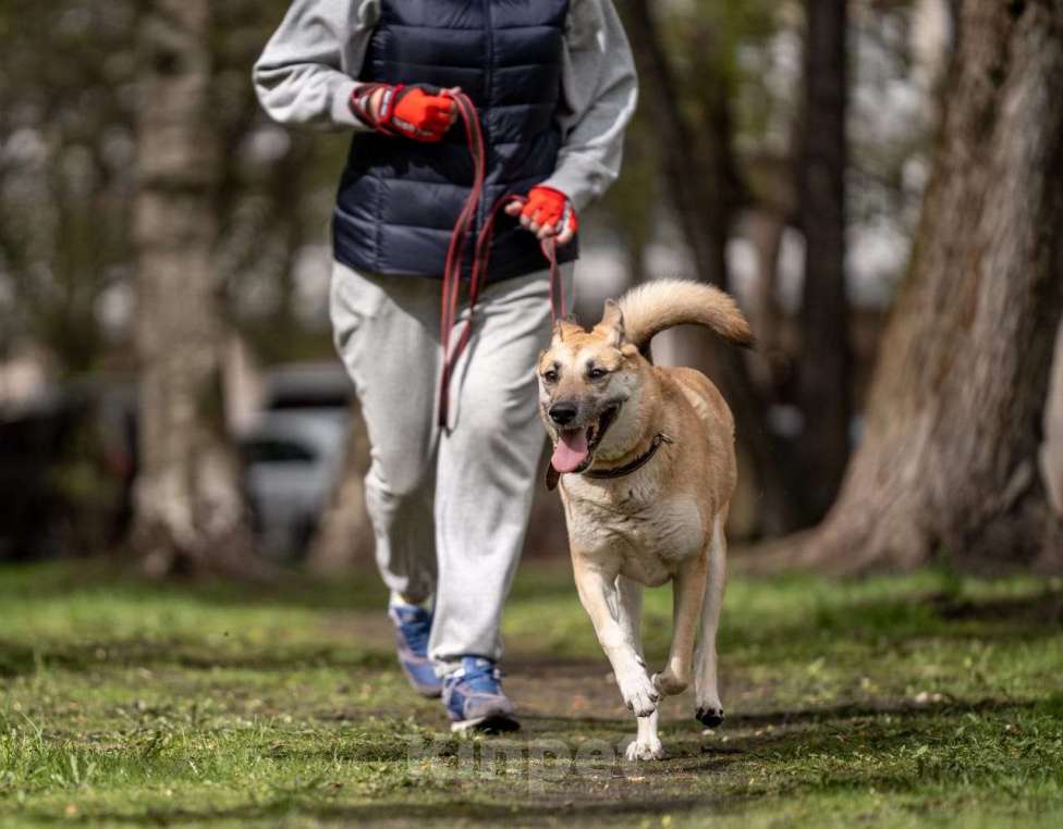 Собаки в Санкт-Петербурге: Надежная, умная, преданная и очень ласковая собакодруг Девочка, Бесплатно - фото 5
