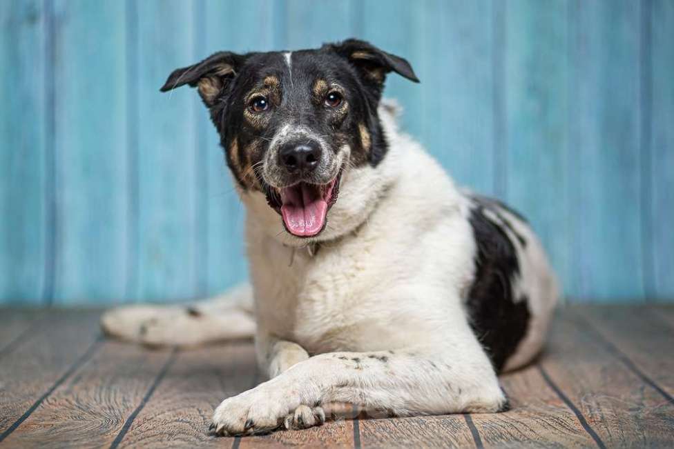 Собаки в Москве: Белый пёс Стэн, домашний мальчик в добрые руки Мальчик, 1 руб. - фото 3
