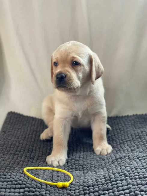 Собаки в Санкт-Петербурге: Палевые щенки Лабрадора-Ретривера  Мальчик, 19 000 руб. - фото 3