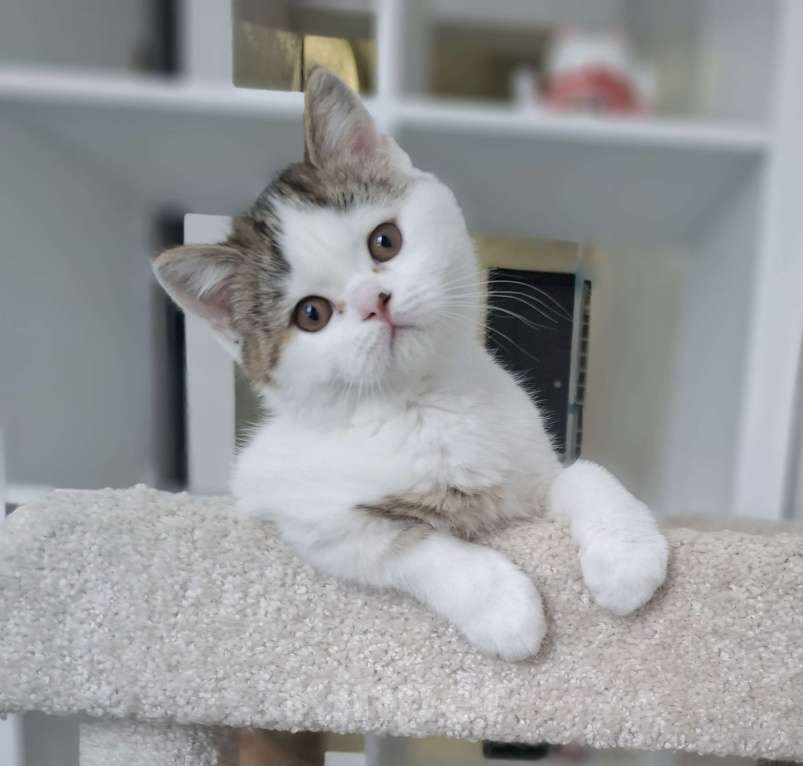 Кошки в Ярославле: Шотландский короткошерстный мальчик Мальчик, 25 000 руб. - фото 2