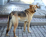 Собаки в Москве: Афина в добрые руки Девочка, Бесплатно - фото 5