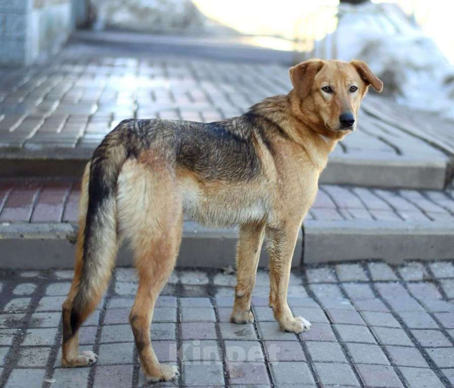 Собаки в Москве: Афина в добрые руки Девочка, Бесплатно - фото 5