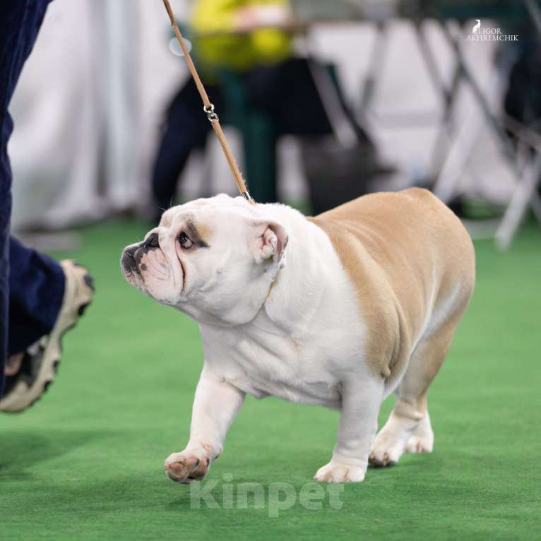Собаки в Санкт-Петербурге: Щенок английского бульдога Мальчик, Бесплатно - фото 3