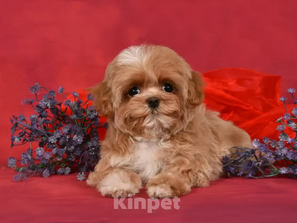 Собаки в Москве: Продается Мальтипу девочка Девочка, 130 000 руб. - фото 3