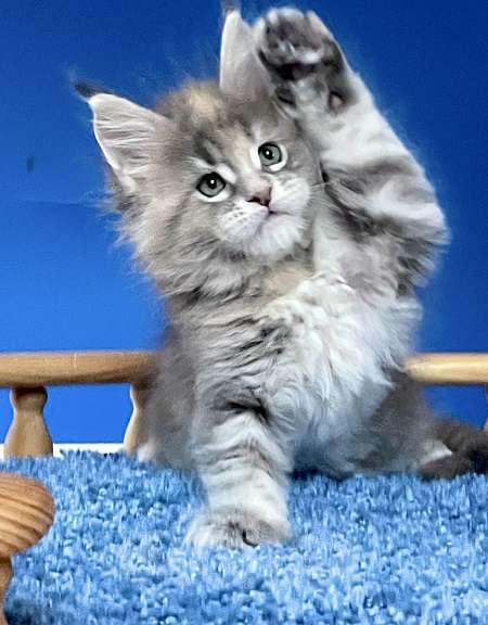 Кошки в других городах Ленинградской области: Мейн кун котята Девочка, Бесплатно - фото 2