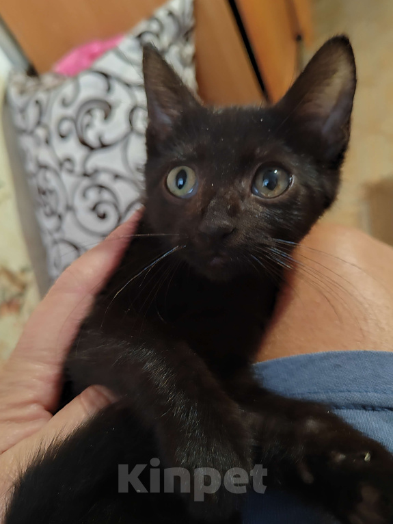 Кошки в Санкт-Петербурге: Уголёк на счастье! Мальчик, Бесплатно - фото 3