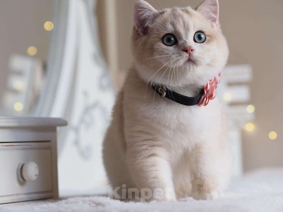 Кошки в Москве: Британский мальчик Финист Мальчик, 150 000 руб. - фото 9