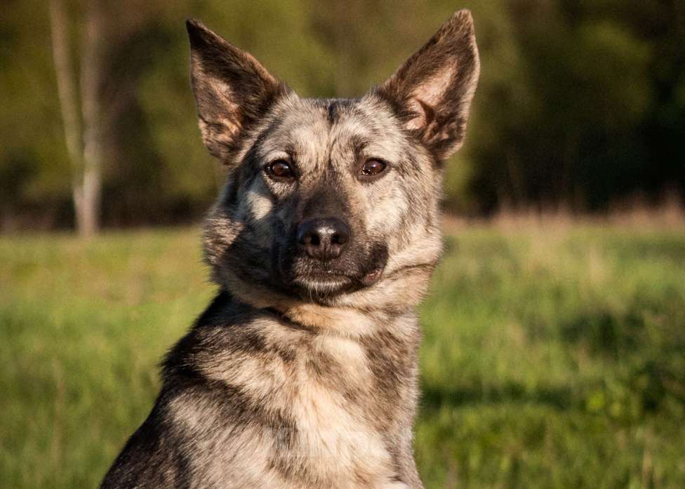 Собаки в Москве: Тигровый мальчик в добрые руки Мальчик, Бесплатно - фото 9
