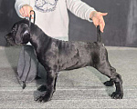 Собаки в Москве: Щенки Кане карсо Мальчик, 60 000 руб. - фото 4