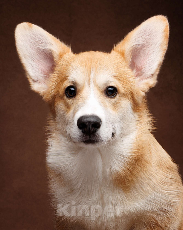 Собаки в Истре: Девочка Вельш Корги Пемброк Девочка, Бесплатно - фото 4