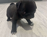 Собаки в Екатеринбурге: Мопс мальчик черный Мальчик, 50 000 руб. - фото 2