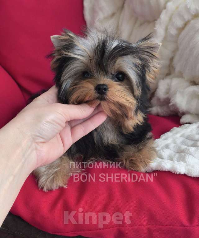 Собаки в Пушкино: Мини девочка  Девочка, 120 000 руб. - фото 1