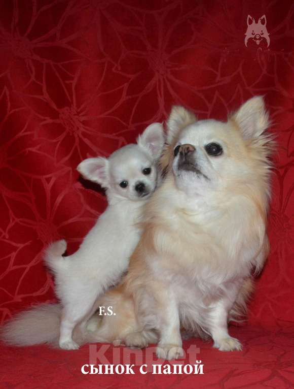 Собаки в Санкт-Петербурге: мальчик Мальчик, 30 000 руб. - фото 4