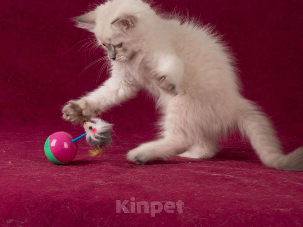 Кошки в Белокурихе: Сибирский котик с голубыми глазами Мальчик, 60 000 руб. - фото 4