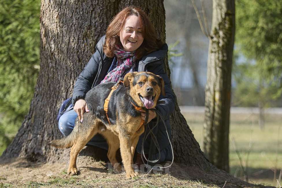 Собаки в Москве: Пёс в добрые руки Мальчик, Бесплатно - фото 9