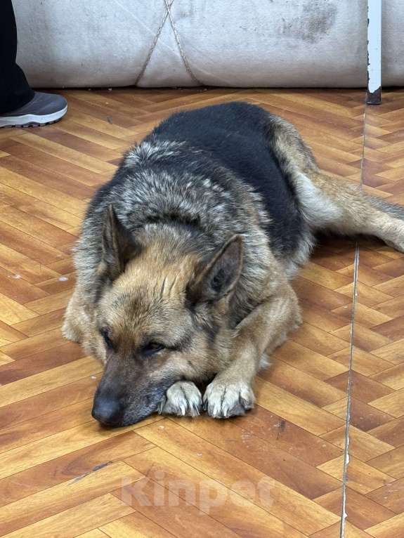 Собаки в Барнауле: Найдена немецкая овчарка, девочка, возрастная. Девочка, Бесплатно - фото 1