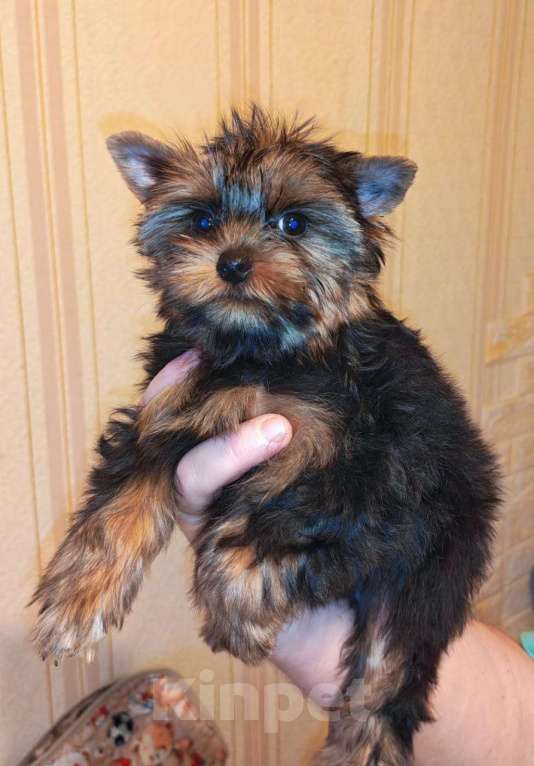 Собаки в Москве: Мальчик стандарт йорка Мальчик, 30 000 руб. - фото 1