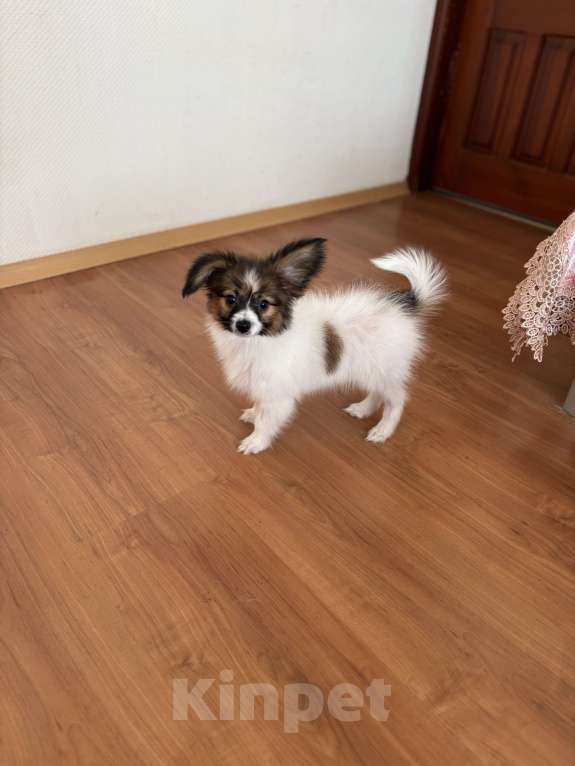 Собаки в Москве: Кукольный мальчик папильона, Бруно  Мальчик, 50 000 руб. - фото 1