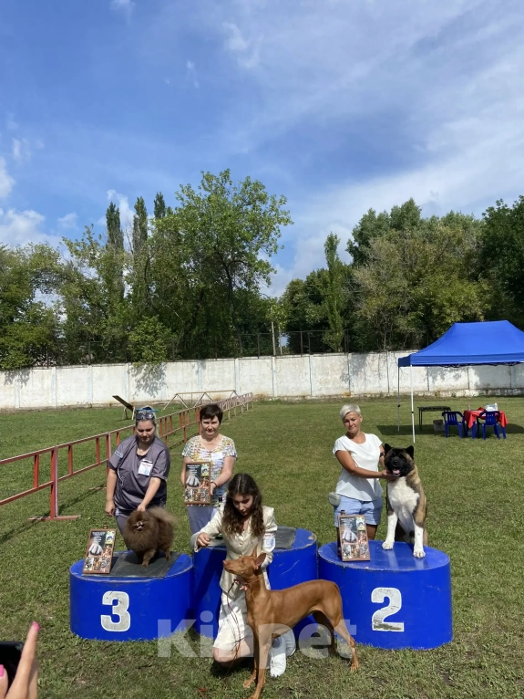 Собаки в Стерлитамаке: Американская акита щенки Девочка, 50 000 руб. - фото 8