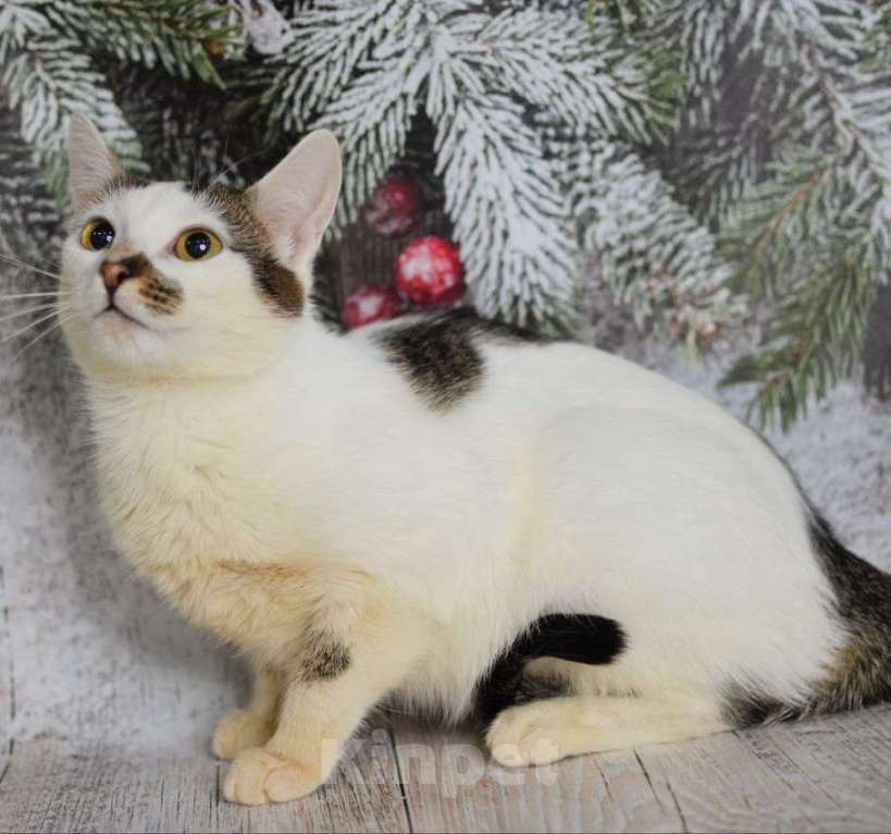 Кошки в Москве: Ириска в поиске дома Девочка, Бесплатно - фото 5