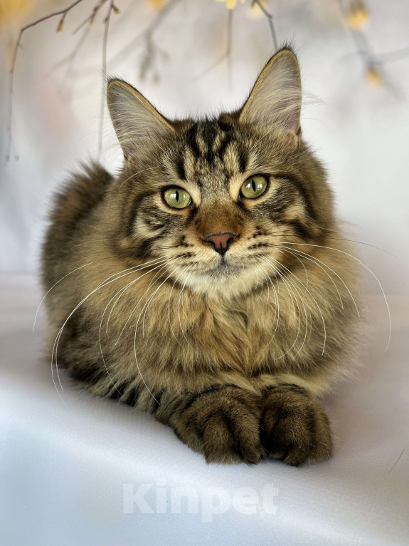 Кошки в других городах Московской области: Nash of Rufus Vallis Мальчик, 30 000 руб. - фото 4