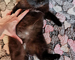 Кошки в Змеиногорске: Кошечка и кот, 1 руб. - фото 1