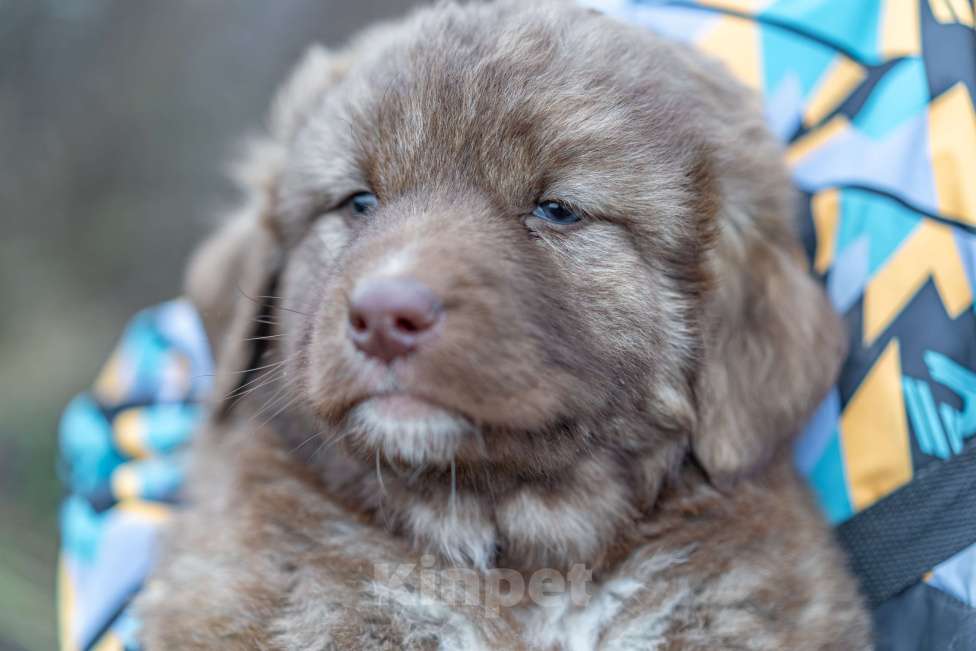 Собаки в Рязани: Щенок болгарской овчарки, собака для охраны Девочка, 70 000 руб. - фото 2