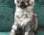 Кошки в Москве: Котенок мейн-кун Мальчик, 90 000 руб. - фото 4