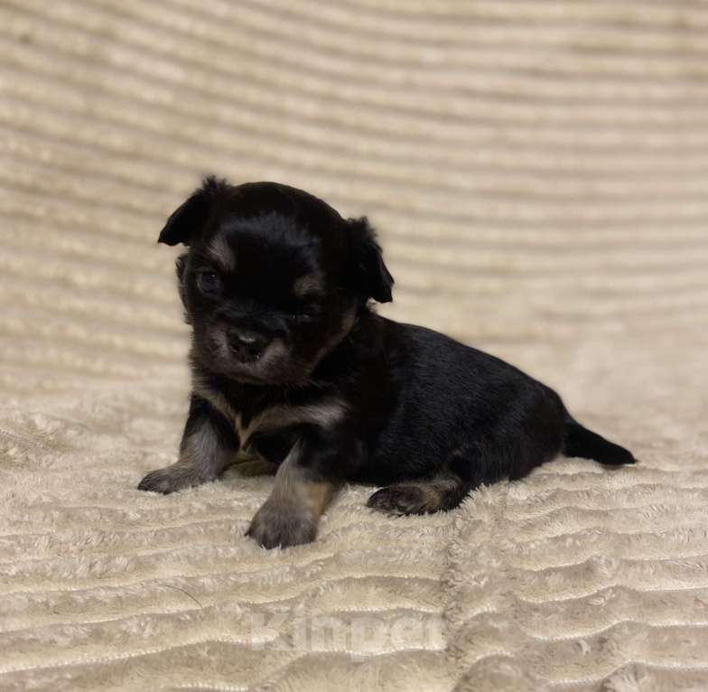 Собаки в Санкт-Петербурге: Мальчишечка - мини красавчик  Мальчик, 25 000 руб. - фото 1