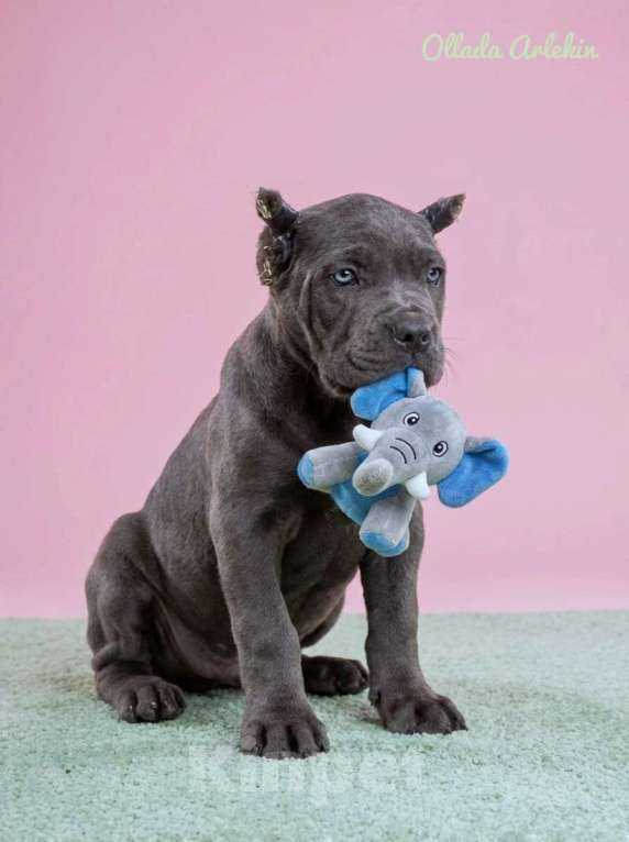 Собаки в Москве: Шикарная серая красота. Девочка, 100 000 руб. - фото 1