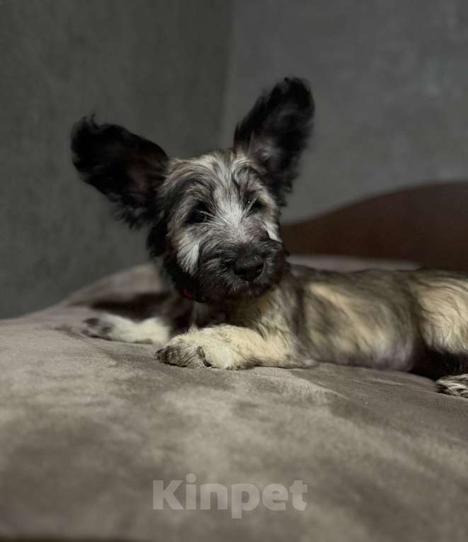 Собаки в Иркутске: Щенок Скай терьер Девочка, 50 000 руб. - фото 2