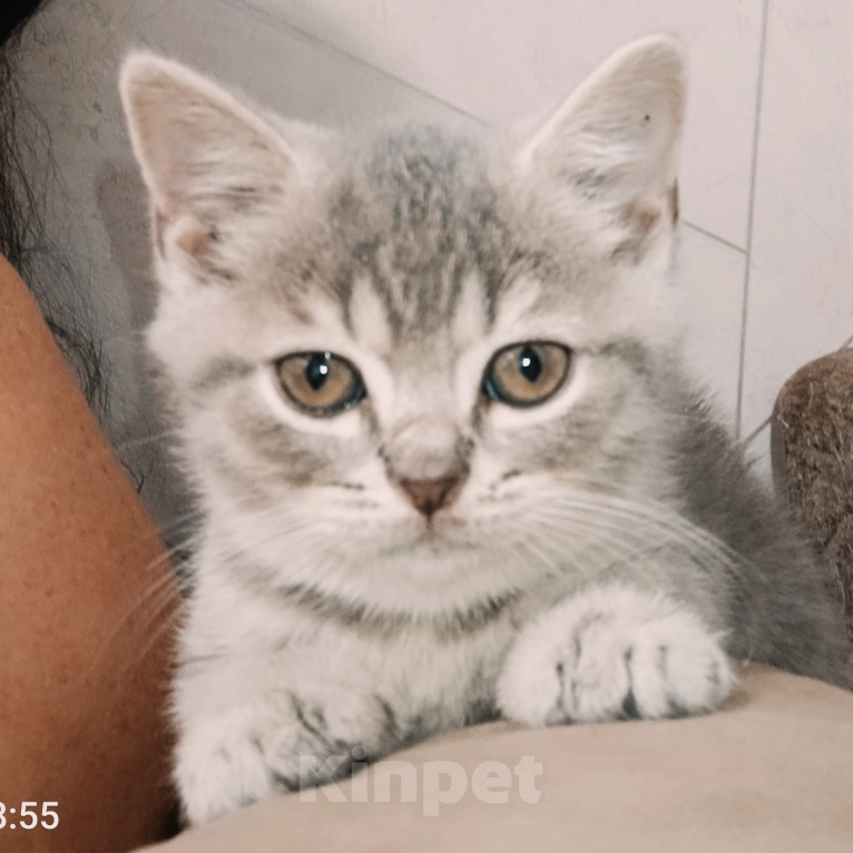 Кошки в других городах Краснодарского края: Прямоухий Шотландский мальчик Мальчик, 5 000 руб. - фото 3